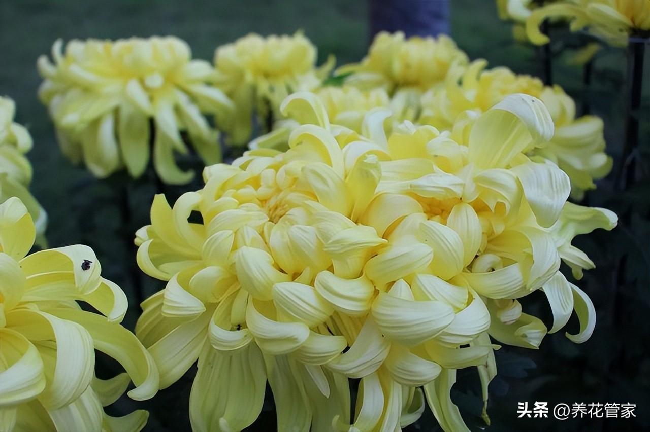 十二月开什么花儿（盘点五种十二月最美的花卉）