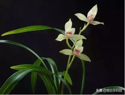 兰花的种类有哪些（兰花品种鉴别图解）