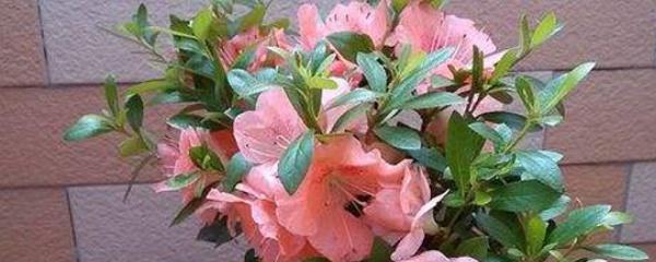 杜鹃花怎么繁殖方法（杜鹃花的扦插方法和时间）