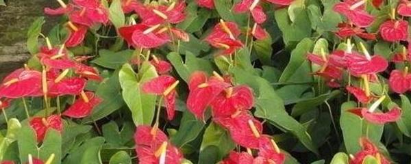火鹤花怎么养好（火鹤花的养殖方法和注意事项）