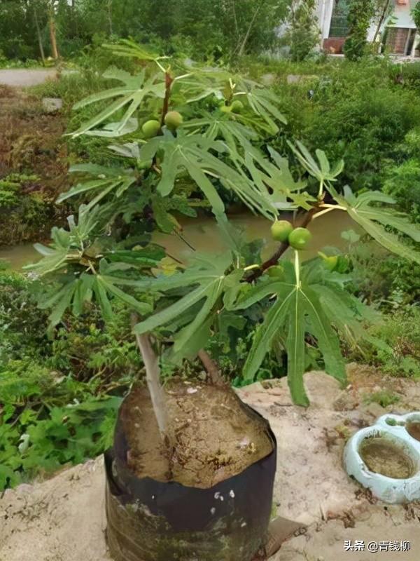 无花果怎么种植（无花果栽培技术要点）