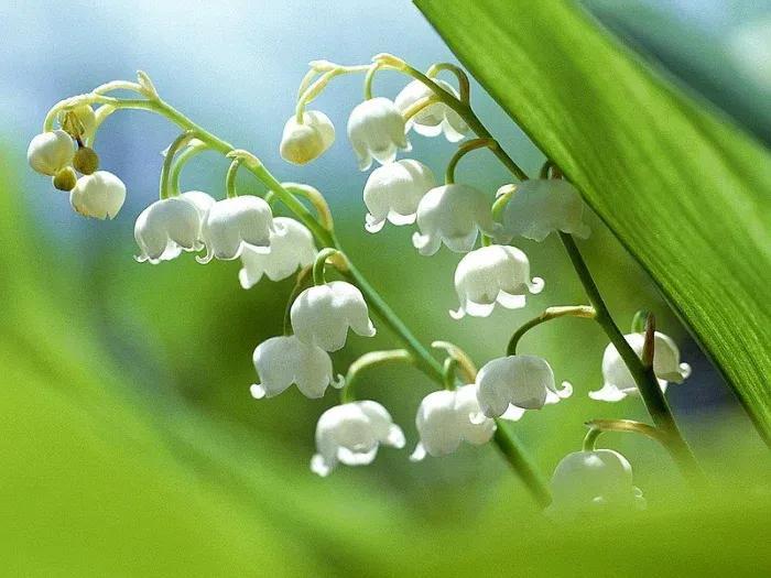 铃兰花的寓意是什么（浅谈铃兰花的真正含义）