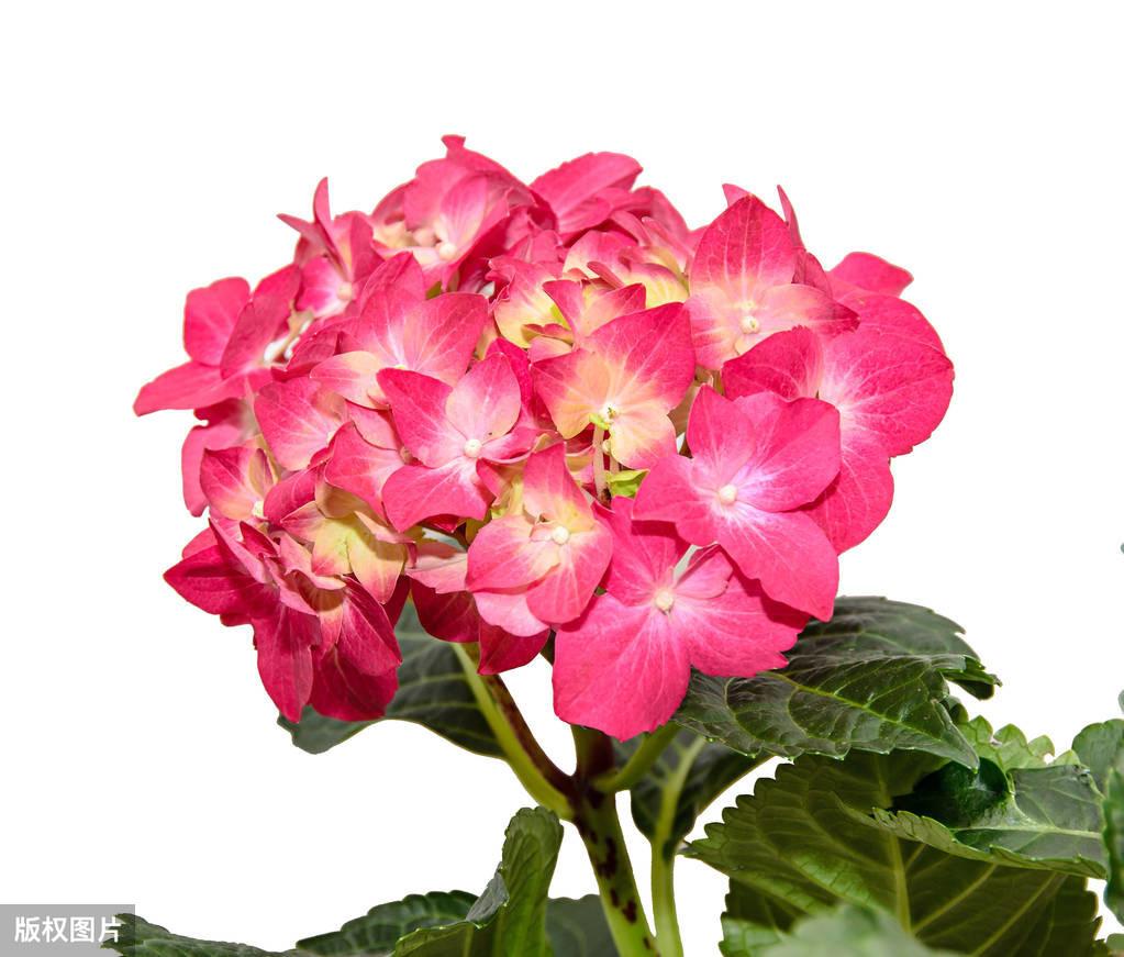 绣球花寓意着什么（绣球花的花语和象征）