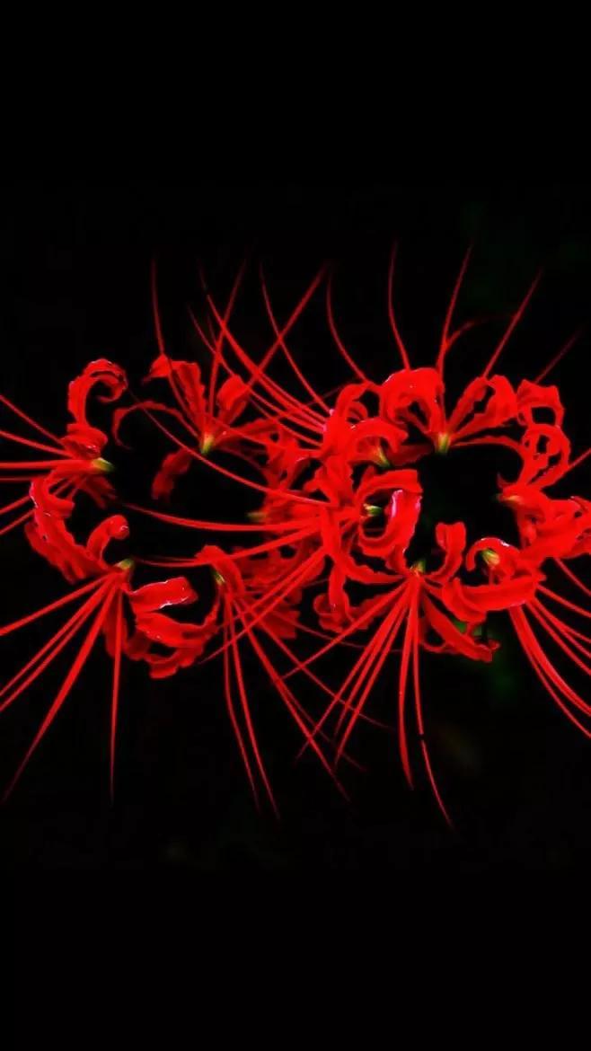 彼岸花寓意是什么（浅谈彼岸花的真正含义）