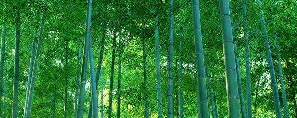 大毛竹怎么种植（毛竹种子种植方法和注意事项）