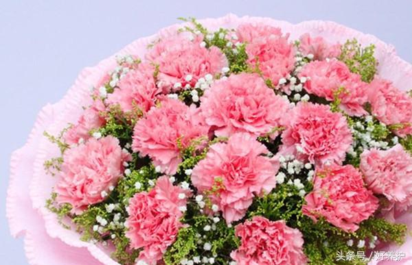 康乃馨花语是什么（送母亲康乃馨朵数的含义）