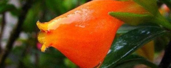 金鱼花怎样浇水（金鱼花养护的正确方法）
