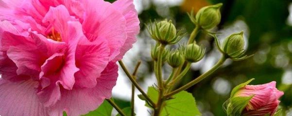 芙蓉花如何养护（芙蓉花的养护和注意事项）