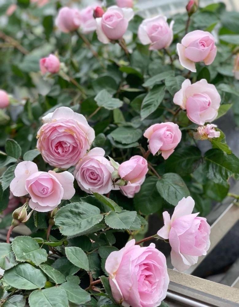 月季花的养殖方法（让月季爆盆的6个技巧）