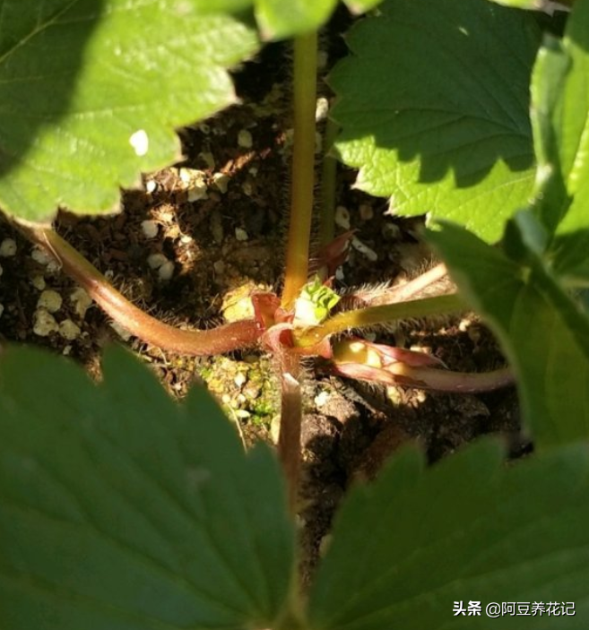 阳台种草莓几月份种（家庭阳台草莓种植方法时间）