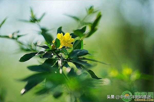 迎春花在什么时候开放（观赏迎春花花期简介）