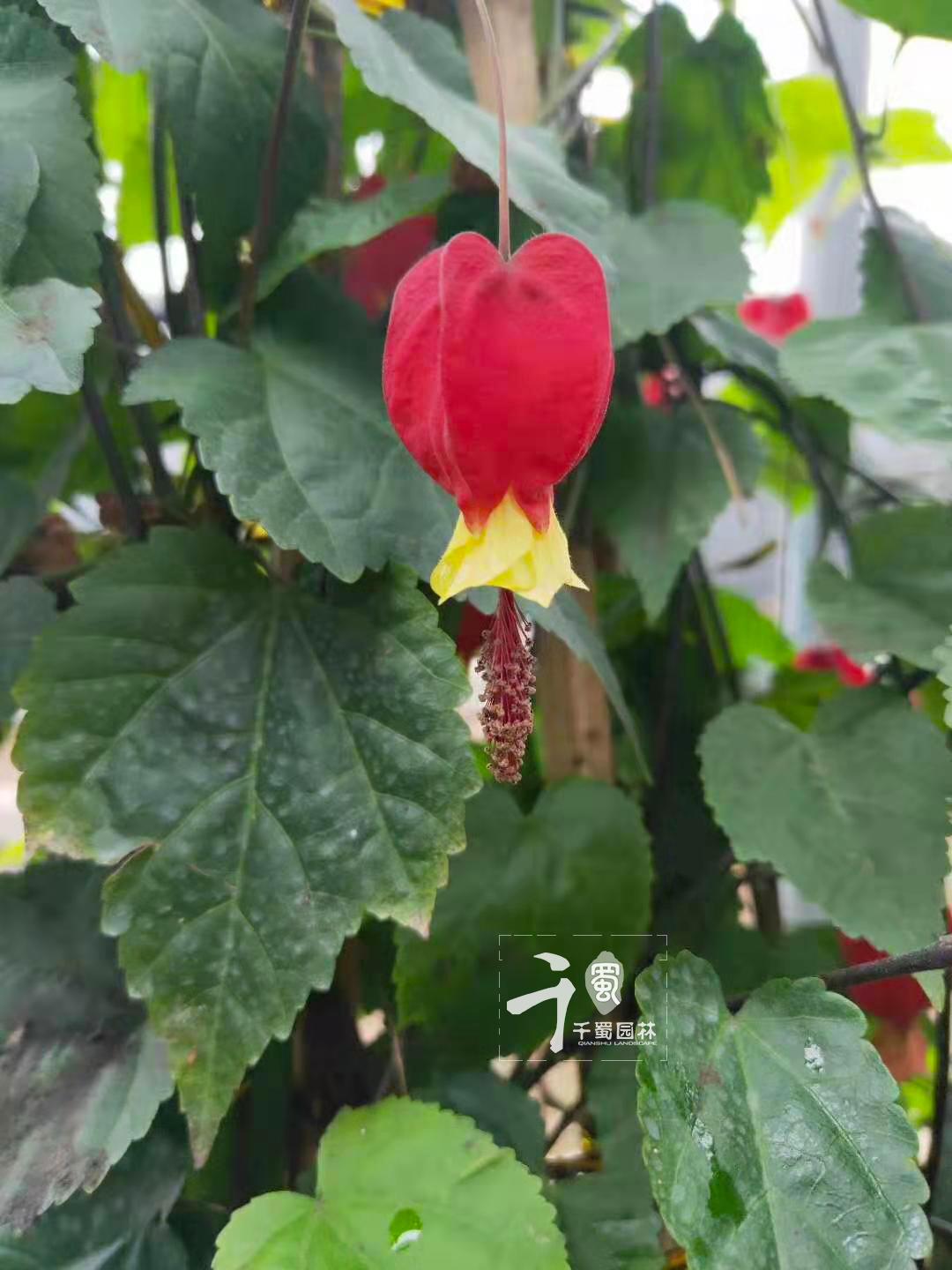 灯笼花的寓意和象征（灯笼花的唯美花语）