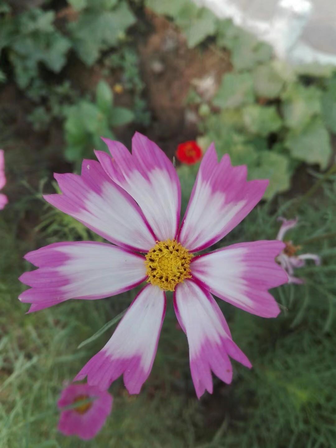 波斯菊花语象征与寓意（送人波斯菊代表的意义）