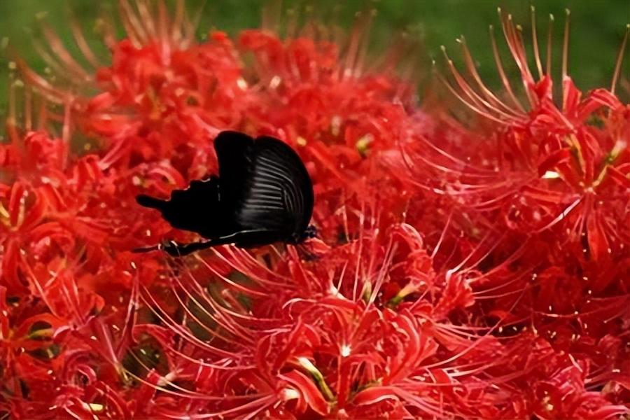 彼岸花的花语及图片大全（红色彼岸花的花语）