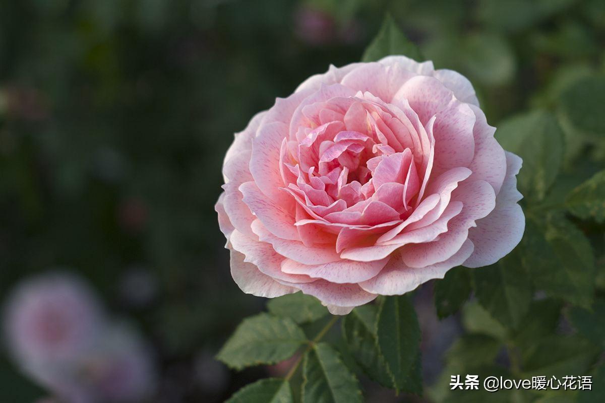 月季的花语是什么（月季花的寓意和象征）