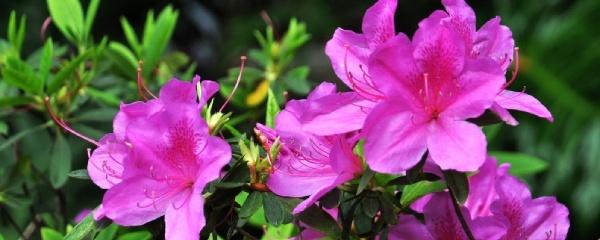 大杜鹃花怎么养（大杜鹃花的养护知识）