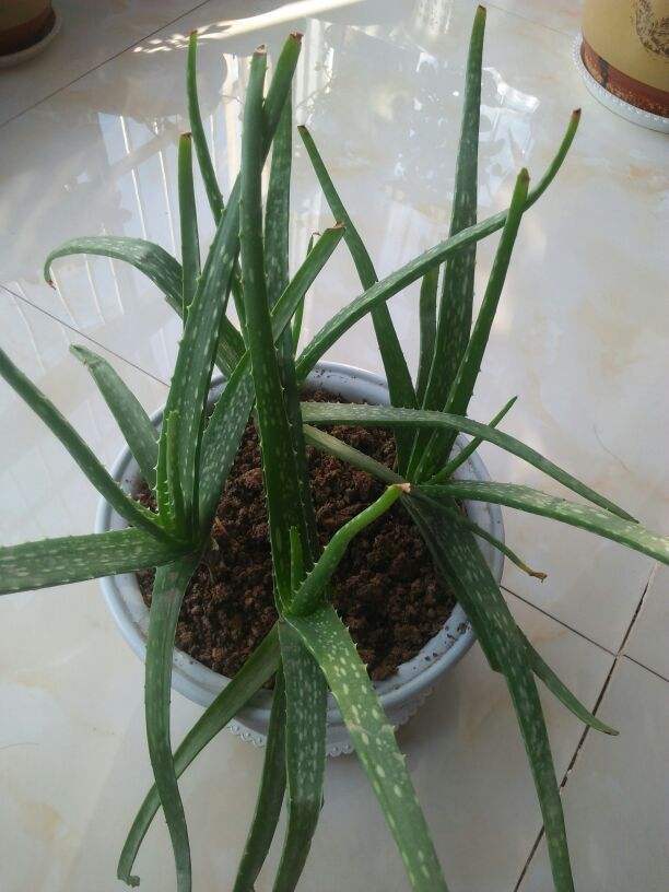 芦荟花怎么养才茂盛（家养芦荟的正确方法）