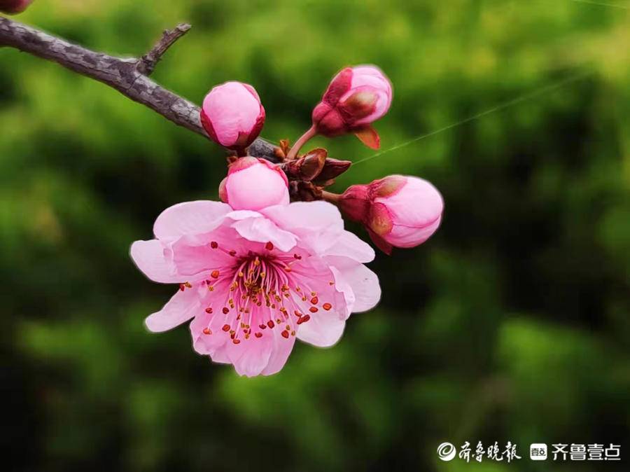 美人梅花语和寓意（简述美人梅的象征意义）