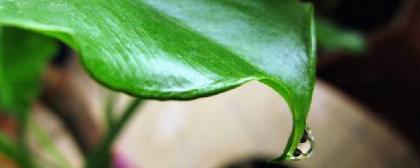 滴水观音怎么养护（滴水观音养殖注意事项）