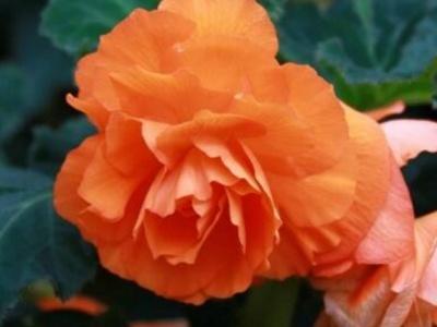 茶花如何养殖（茶花的养殖方法和注意事项）