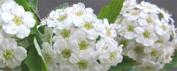珍珠梅花怎么养（珍珠梅的栽培技术）