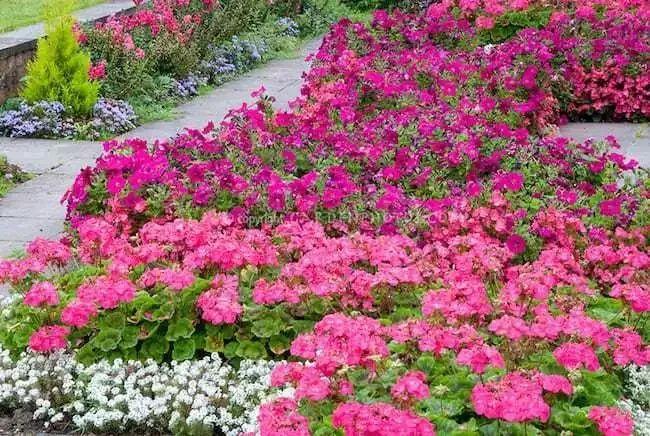 粉色的花有哪些（八大漂亮的粉色花介绍）