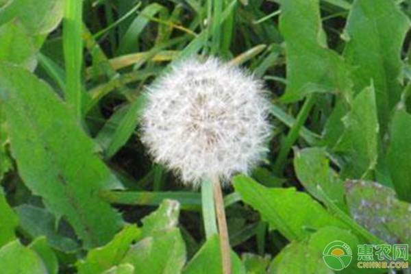 蒲公英如何种植（蒲公英的正确种植方法）