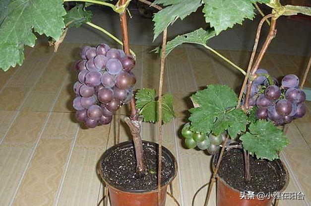 葡萄盆栽怎么种（盆栽葡萄种植技术与管理）