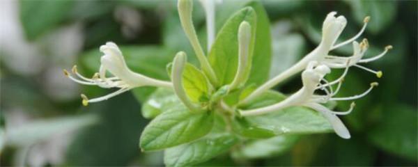 金银花如何种植（金银花种植条件和方法）