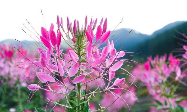 夏天开的花有哪些（盘点10种代表夏天的花）