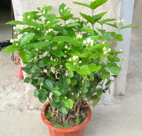 茉莉花怎么修剪（茉莉花的修剪技巧）