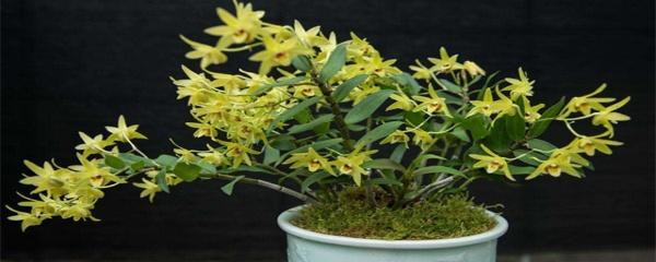 石斛怎么盆栽（石斛家庭盆栽种植方法）