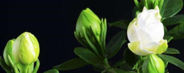 大叶栀子花怎么养护（栀子花的养护知识）