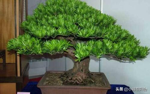罗汉松盆栽夏天怎么养护（盆栽罗汉松的养殖方法）