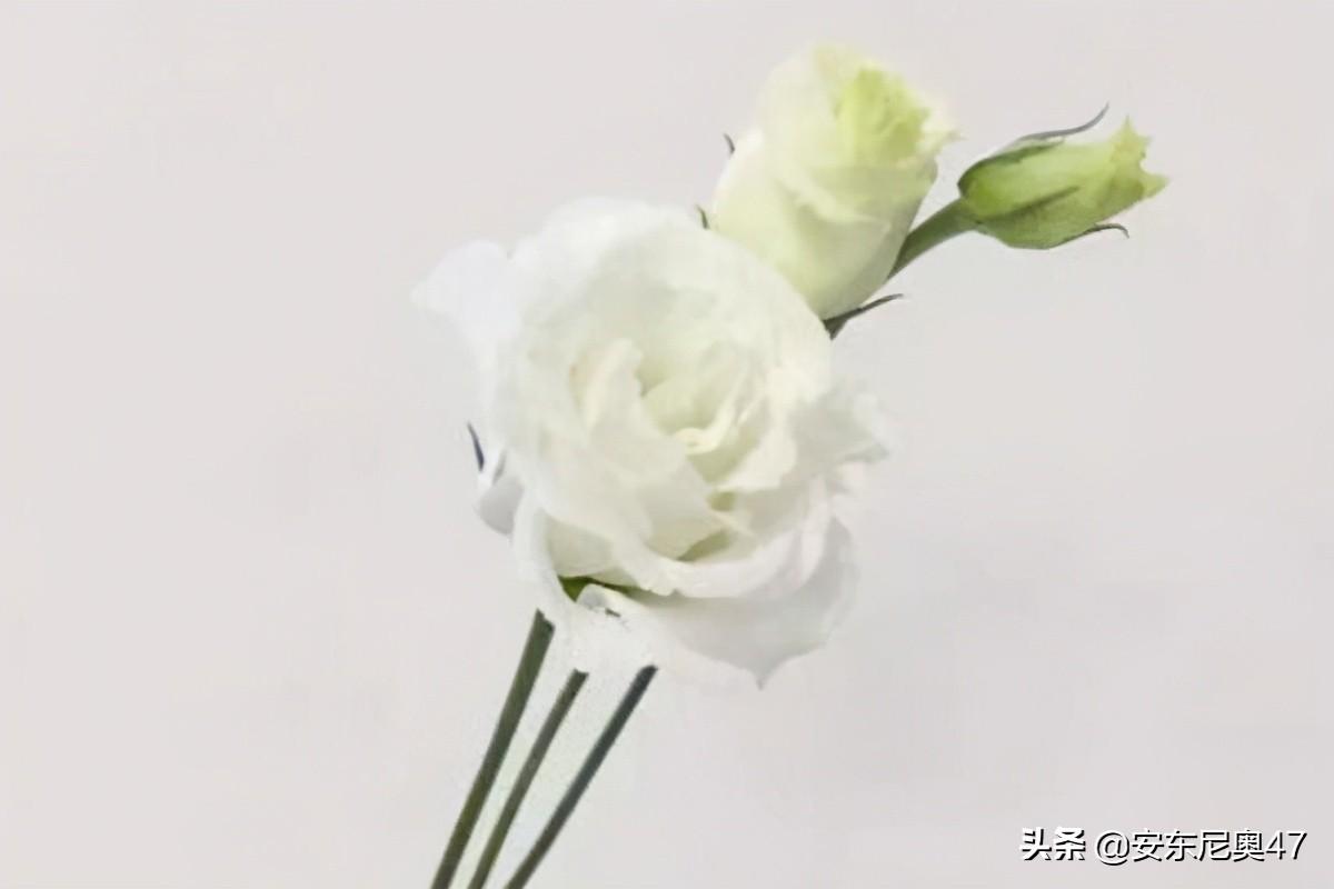 洋桔梗的寓意是什么（洋桔梗的花语和传说）