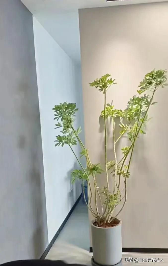 鹅掌盆栽怎么养殖（鹅掌柴养护的正确方法）