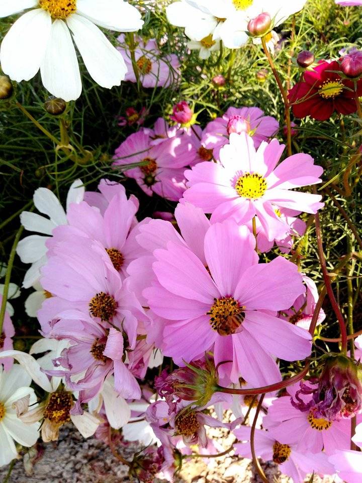 矮牵牛的花语是什么（牵牛花的寓意和象征）