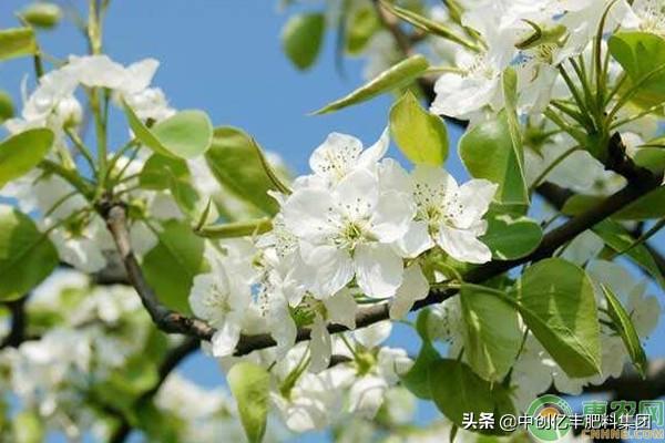 梨花什么时候开花（关于梨花盛开的季节）