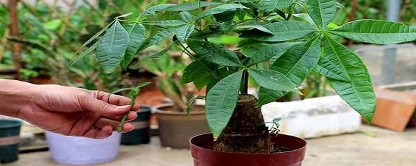 发财树如何栽培（发财树的种植方法和管理）