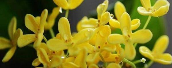 四季桂花树怎么养（桂花养护的正确方法）
