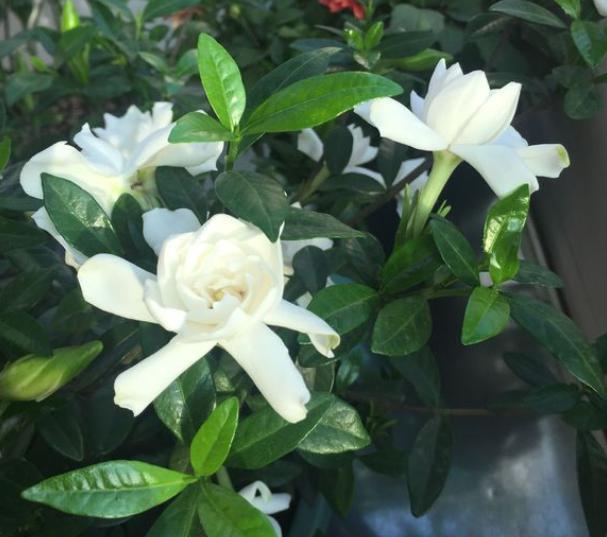 栀子花怎么修剪开花多（栀子花的修剪方法图解）