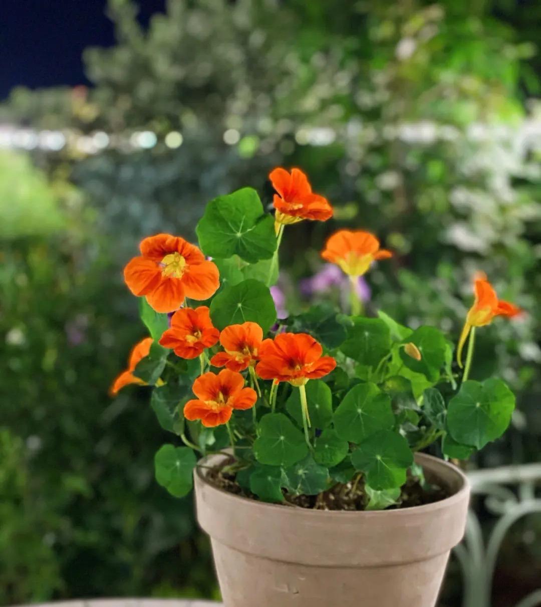 室内好养的植物有哪些（易养的室内植物推荐）