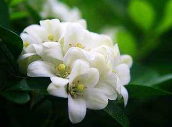 九里香花什么时候开花（观赏九里香花期简介）