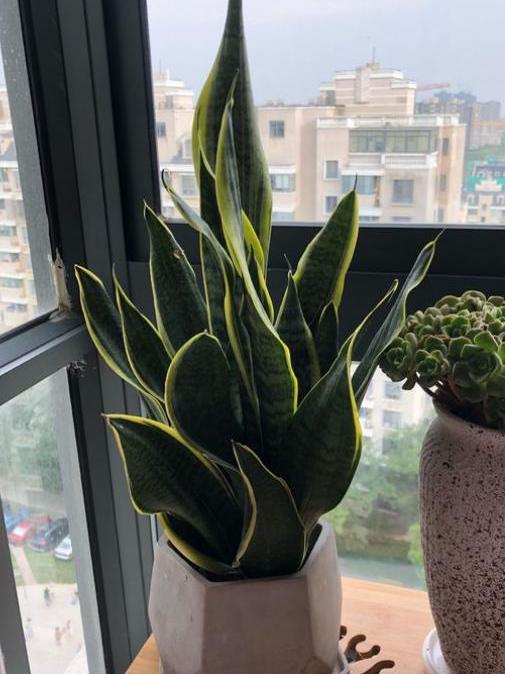 金边虎皮兰怎样养（金边虎皮兰的种植方法讲解）