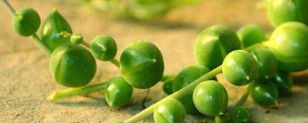 佛珠多肉植物怎么养（佛珠的种植方法讲解）