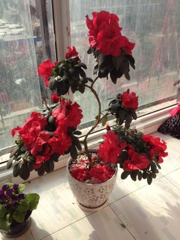 杜鹃花如何养殖（杜鹃花的养护小妙招）