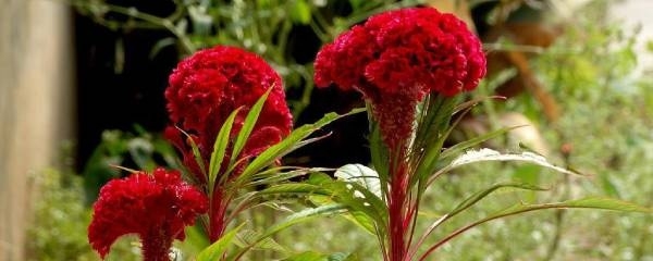 鸡冠花种子怎么种植（鸡冠花的栽培和养护）