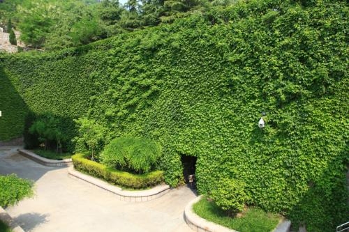 爬山虎怎样种植（爬山虎的种植方法步骤）