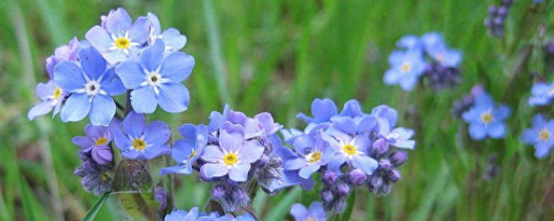 勿忘我花代表什么意思（勿忘我的象征与寓意）
