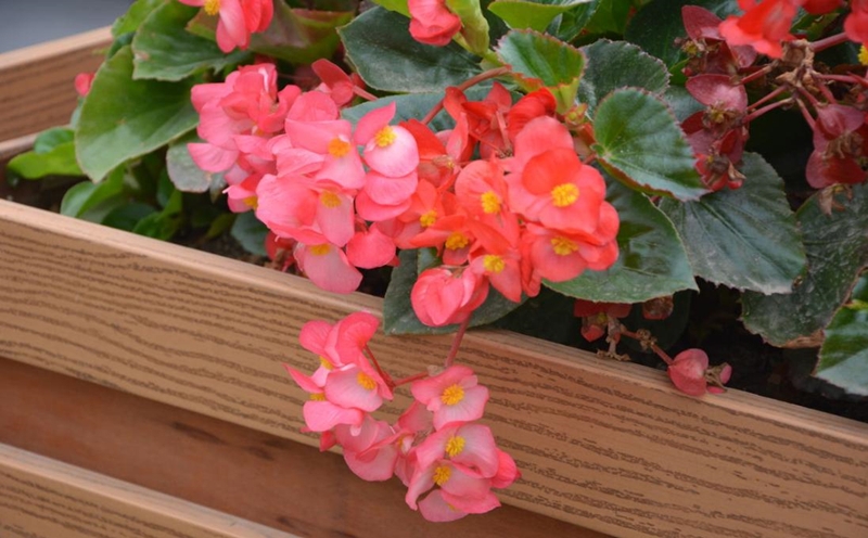 四季开的花有哪些（四季的代表性花介绍）